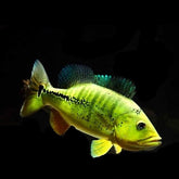 Cichla melaniae xingu